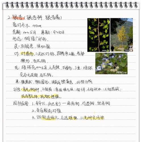 树木学专业成人自考学什么(树木学的核心内容)